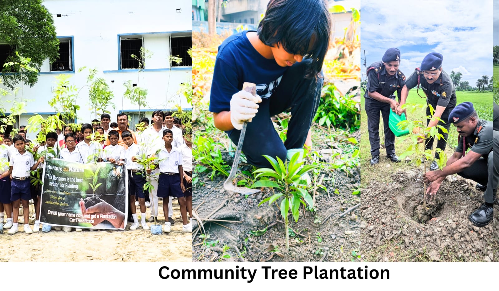 A young, densely planted Miyawaki-method urban forest with saplings growing close together.