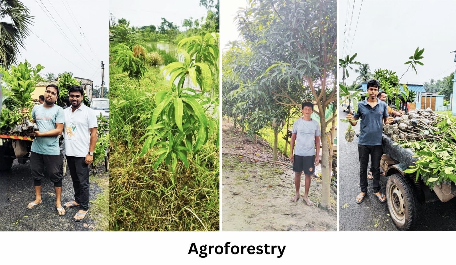 A farmer tending to young fruit trees planted alongside crop rows in an agroforestry field.