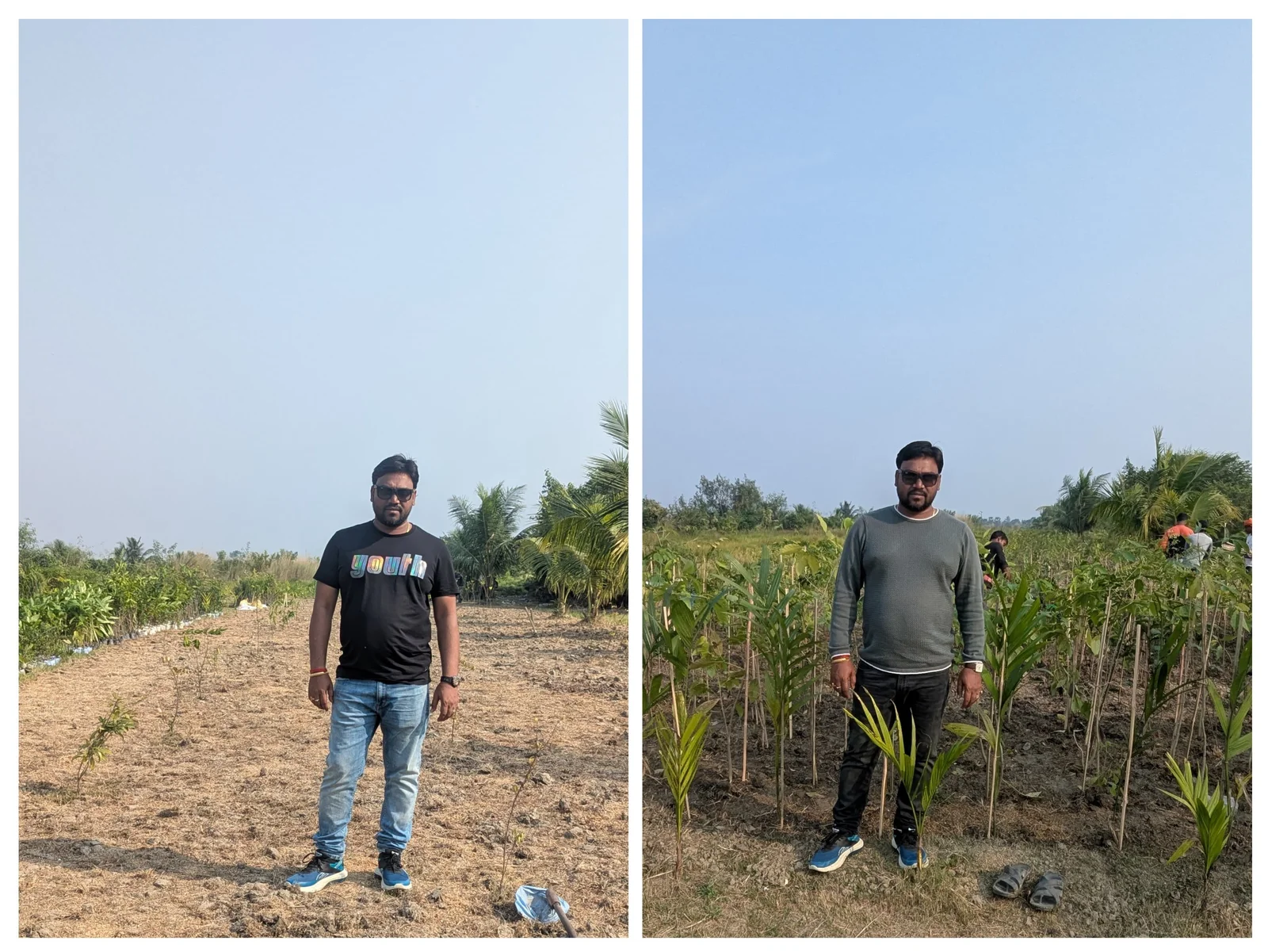 A reforestation plot before planting — bare, dry earth — and the same site months later, with staked saplings knee-high.