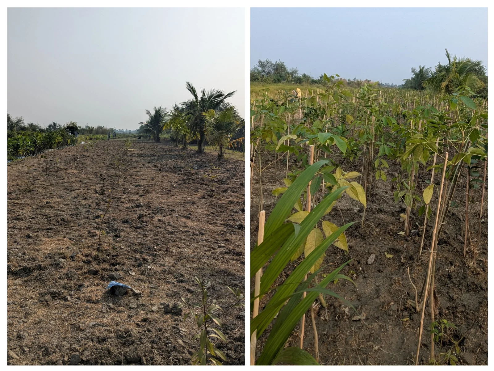 Freshly tilled planting rows growing into a dense line of young trees at the same site.