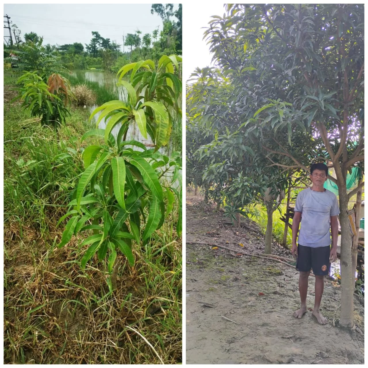 A mango sapling planted near a field grows into a mature, fruiting tree — the same farmer standing beside it years later.